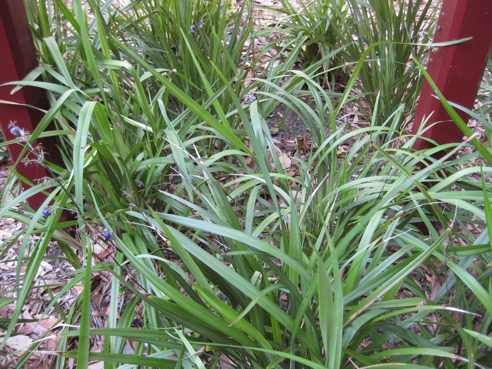 Image of cerulean flaxlily