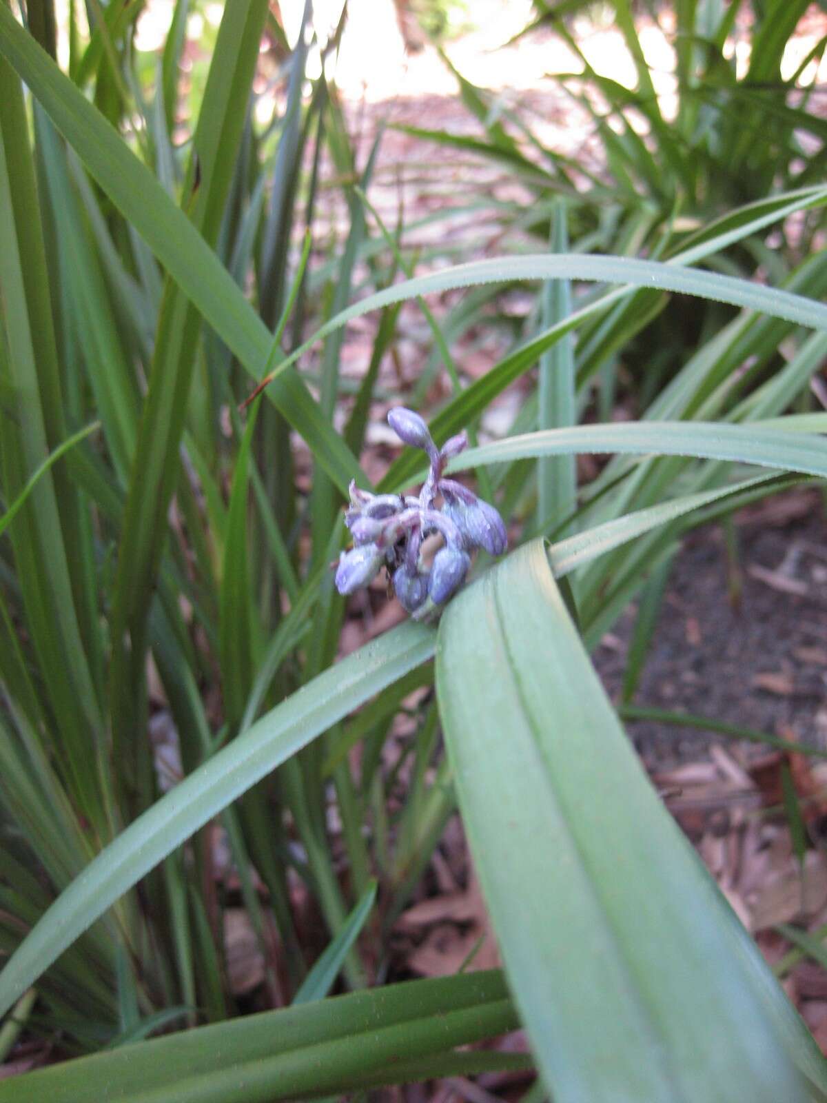 Image of cerulean flaxlily