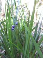 Image of cerulean flaxlily