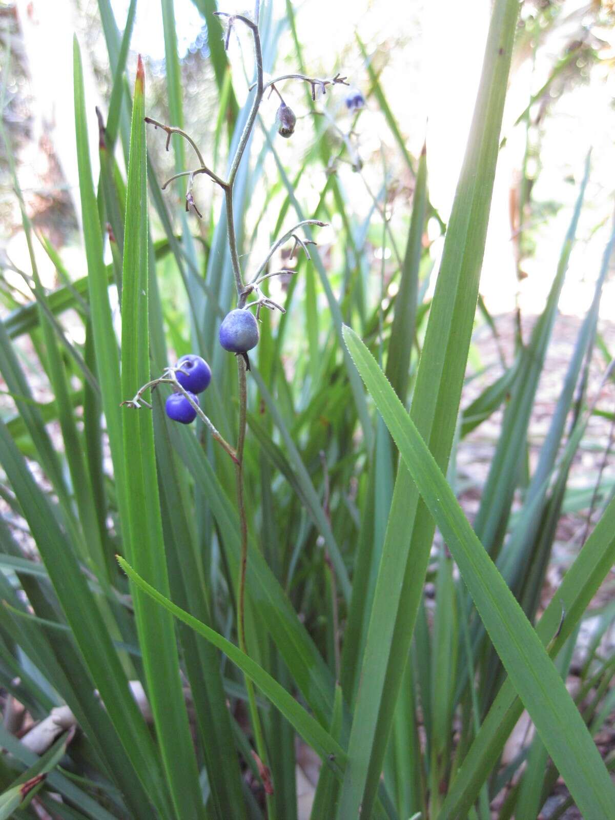 Image of cerulean flaxlily