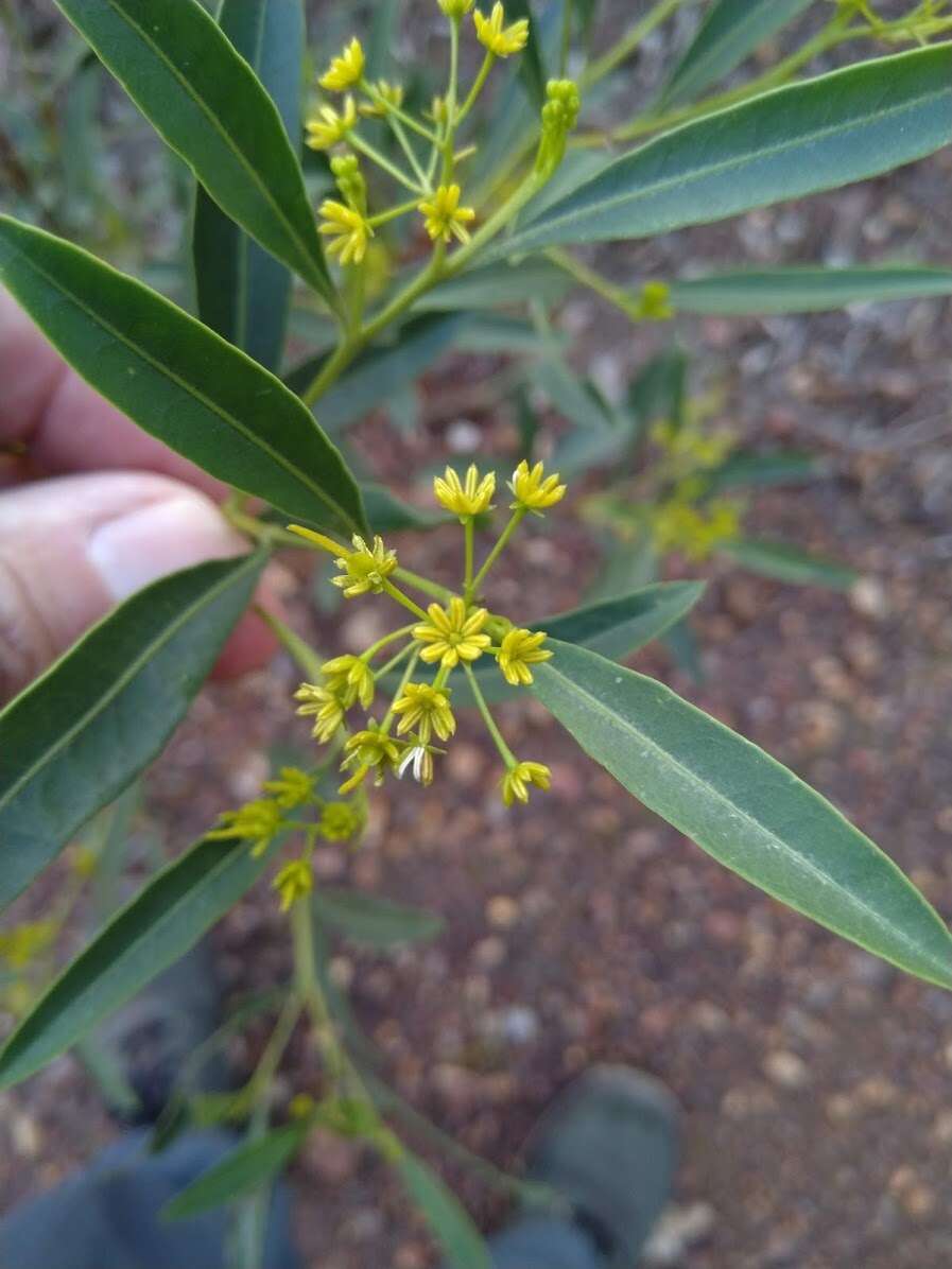 Image of Dodonaea lanceolata F. Müll.