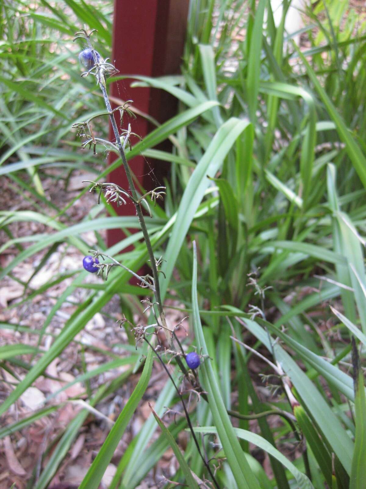 Image of cerulean flaxlily