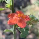 صورة Hibiscus coddii subsp. coddii