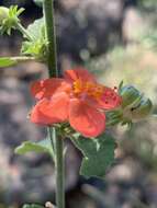 Image of Hibiscus coddii subsp. coddii