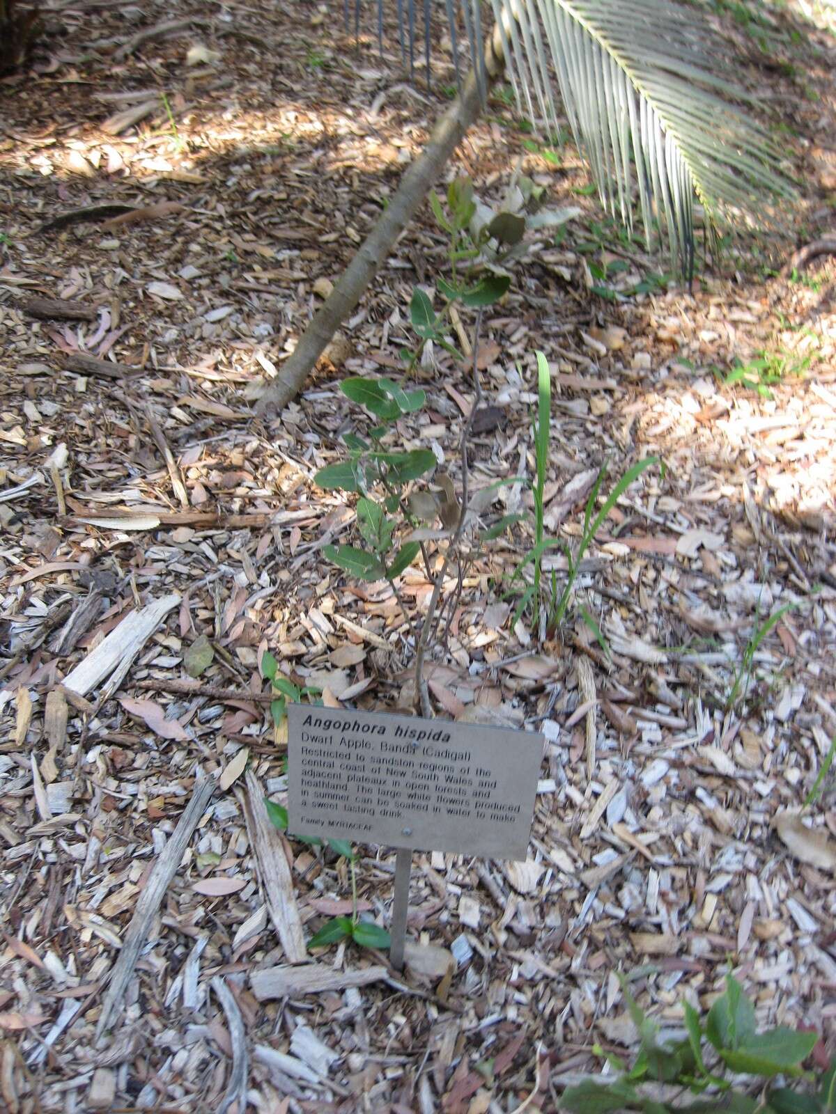 Image of Angophora hispida (Sm.) D. F. Blaxell