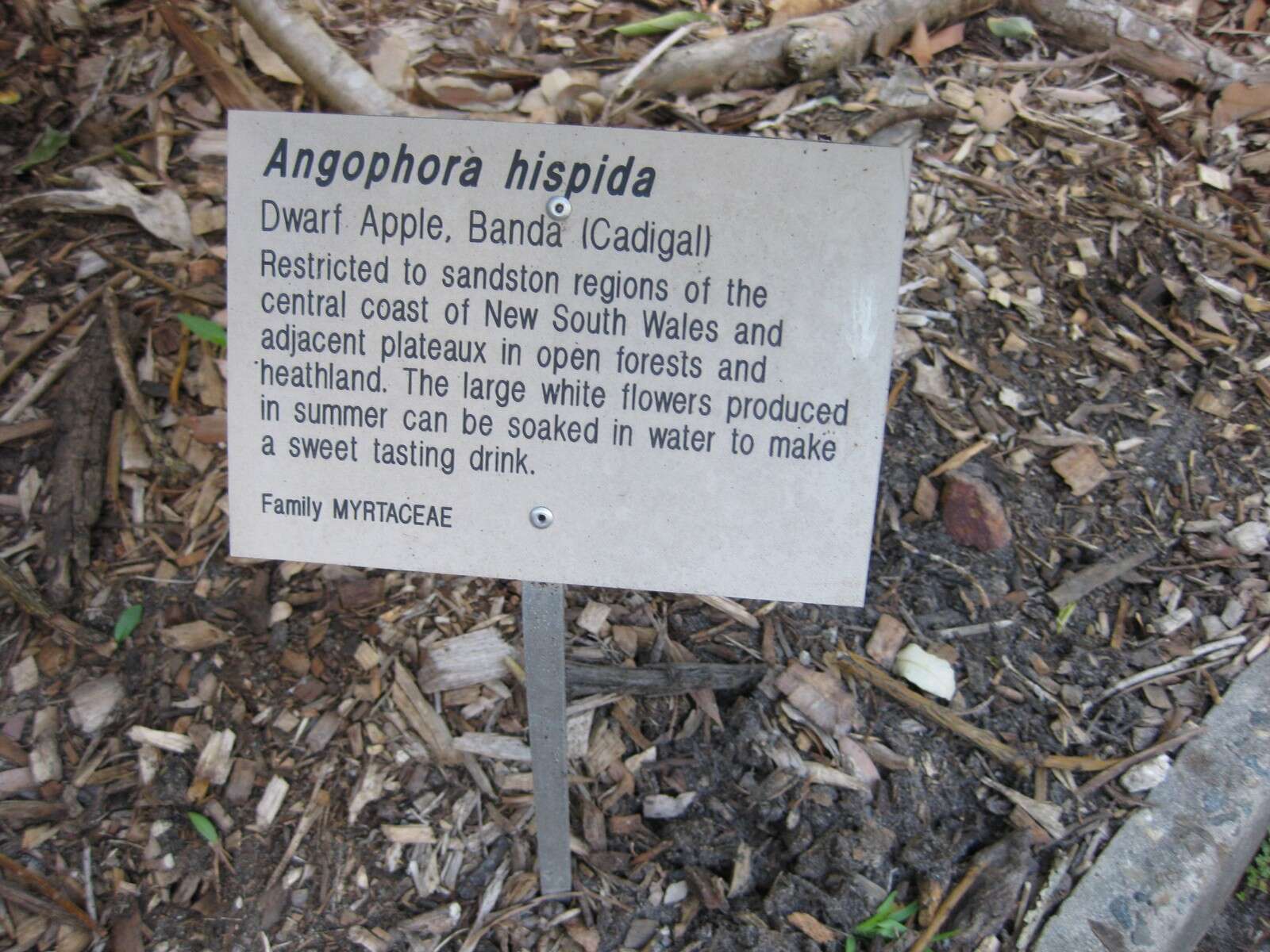 Image of Angophora hispida (Sm.) D. F. Blaxell