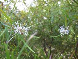 Imagem de Grevillea linearifolia (Cav.) Druce