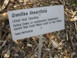 Imagem de Grevillea linearifolia (Cav.) Druce