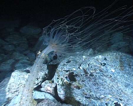 Image of Berried anemone