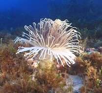 Image of Mediterranean cerianthid