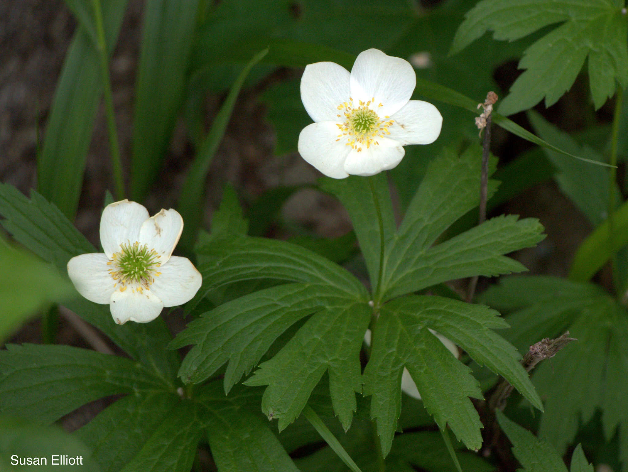 Image of Canadian anemone