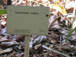 Plancia ëd Tamarindus