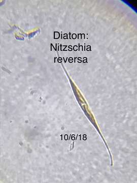 Image of Nitzschia reversa