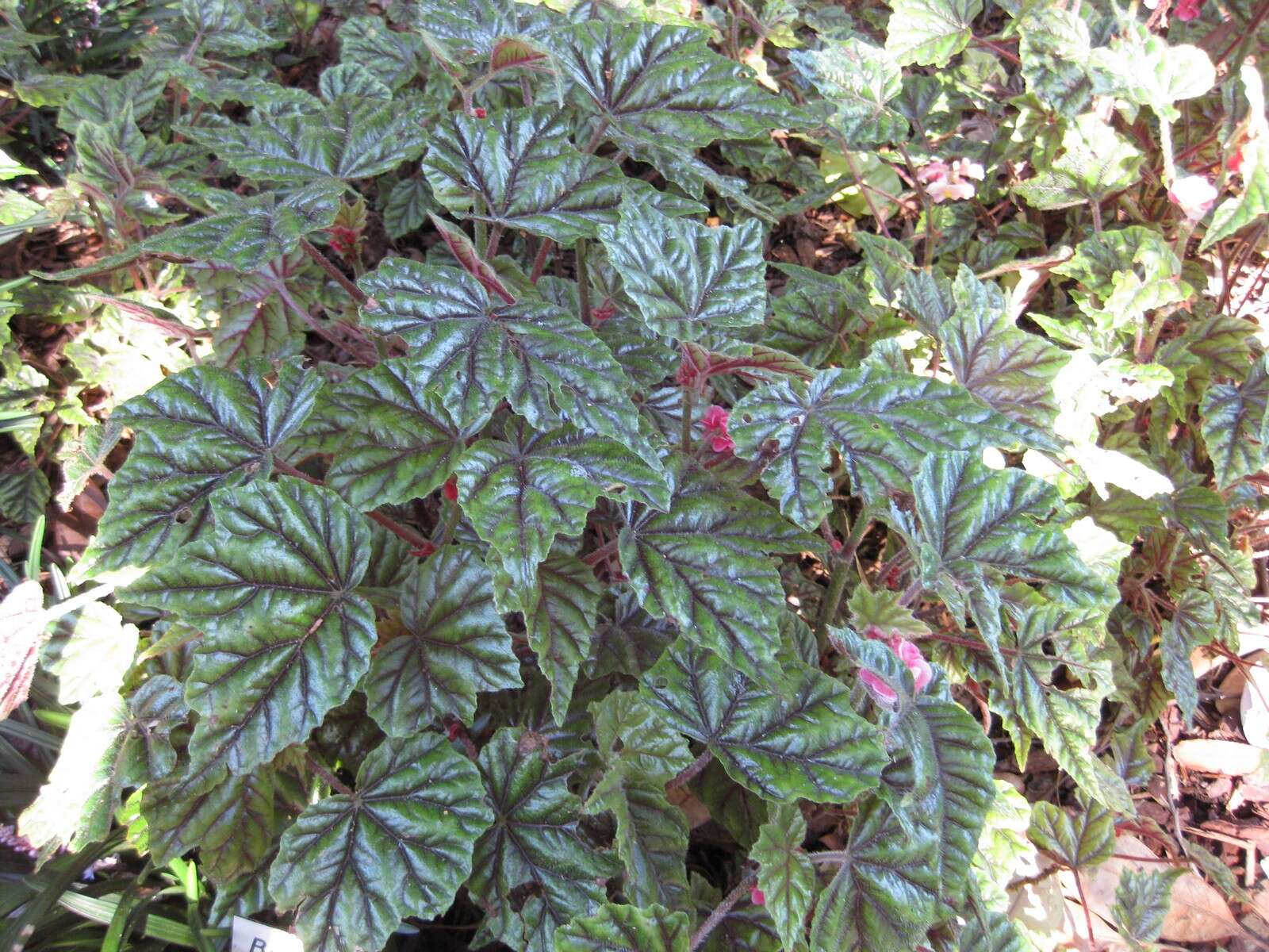 Image of Begonia incarnata Link & Otto