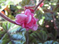 Image of Begonia incarnata Link & Otto