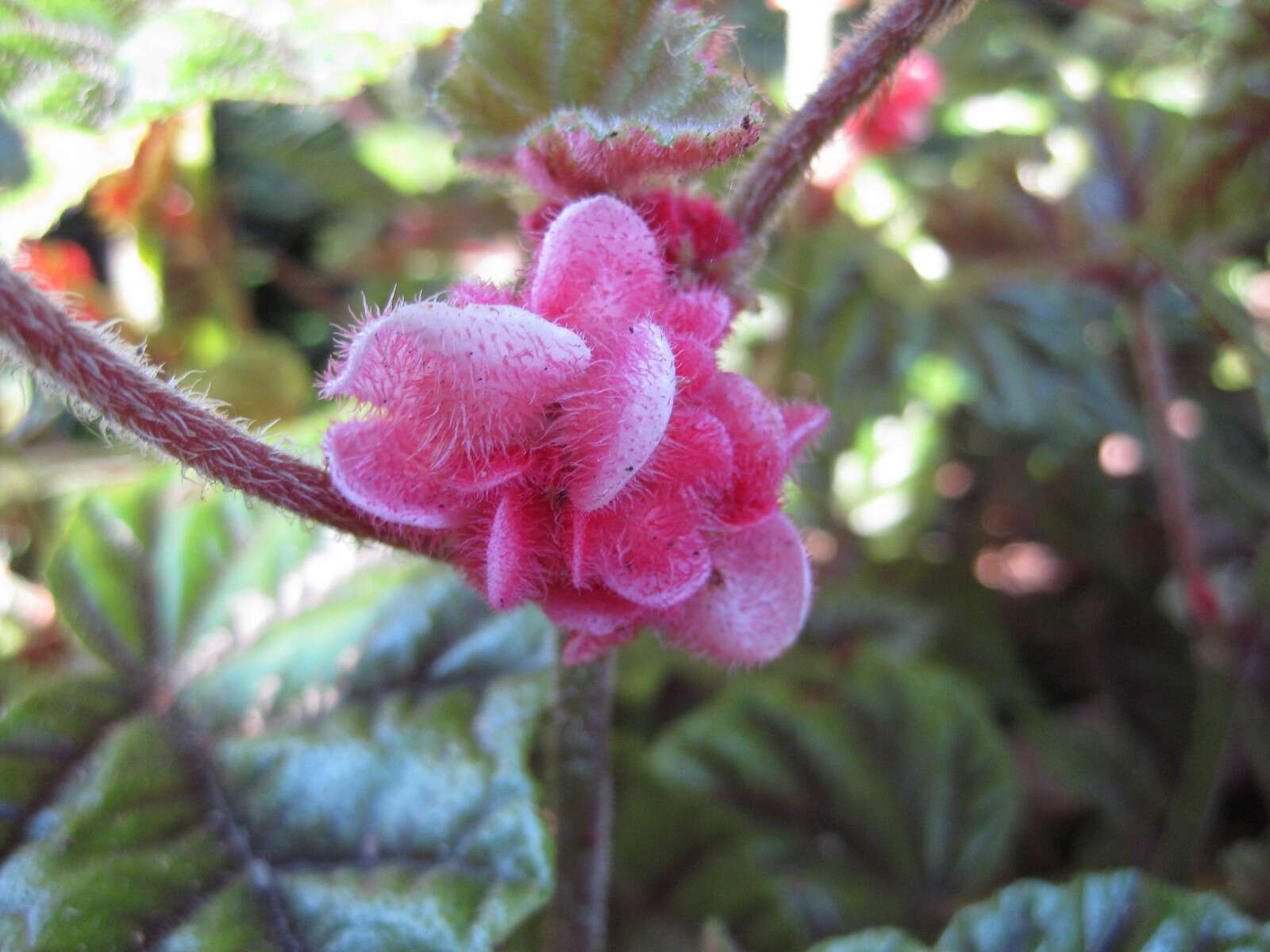 Image of Begonia incarnata Link & Otto