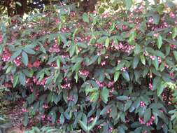 Image of scarlet begonia