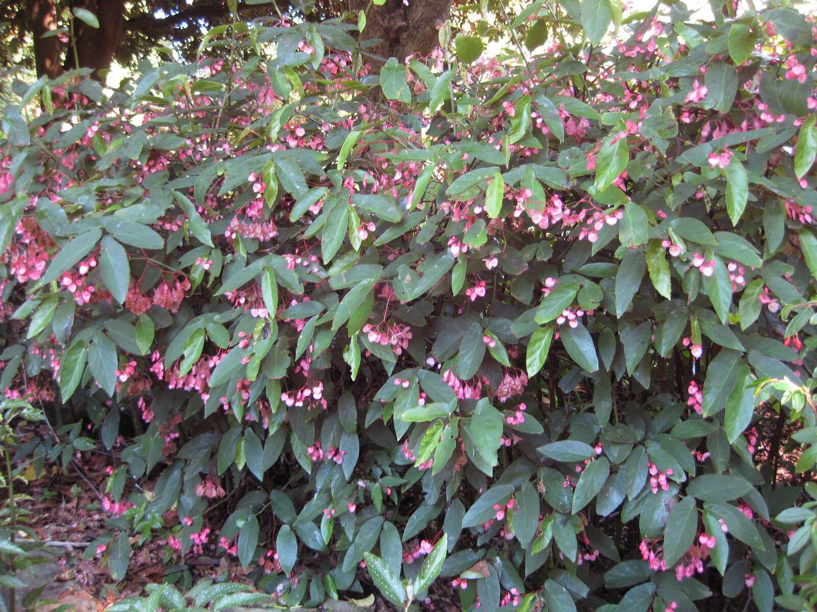 Image of scarlet begonia