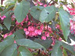 Image of scarlet begonia