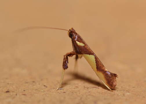 Image of Caloptilia xanthopharella (Meyrick 1880)