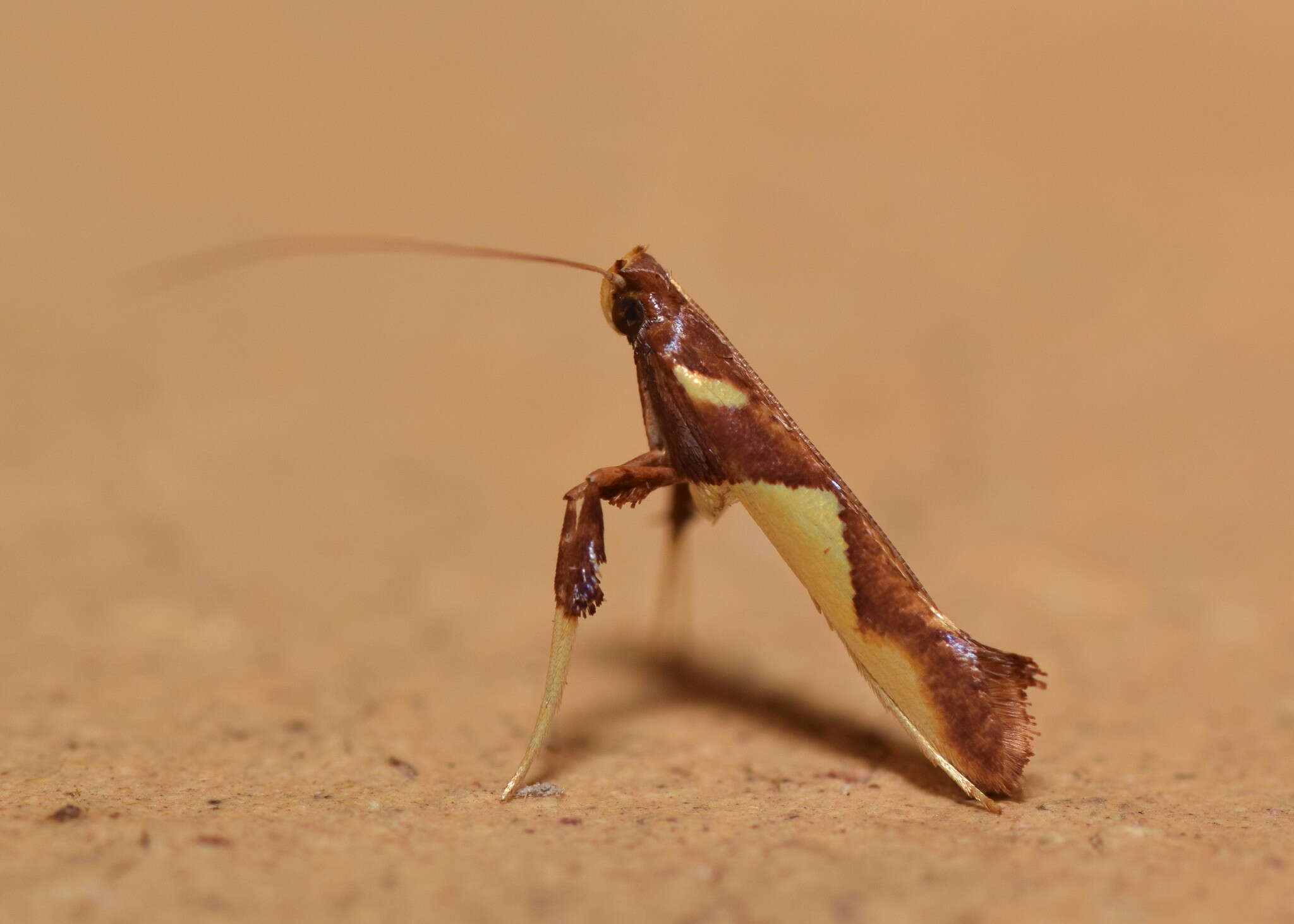 Sivun Caloptilia xanthopharella (Meyrick 1880) kuva