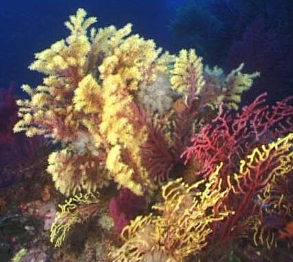 Image of chameleon sea fan