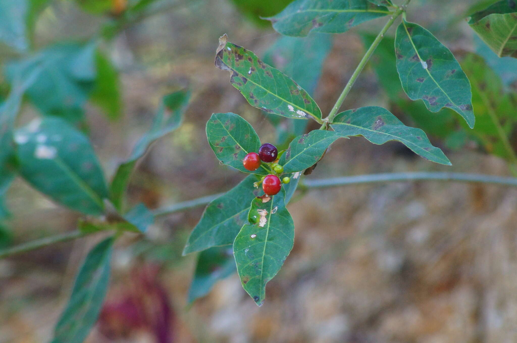 Plancia ëd Rauvolfia tetraphylla L.