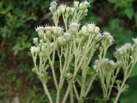 Image of Ageratina pichinchensis (Kunth) R. King & H. Rob.