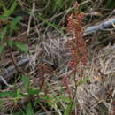 Imagem de Rumex hastatulus Baldw. apud Ell.