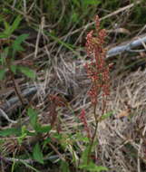 Image de Rumex hastatulus Baldw. apud Ell.