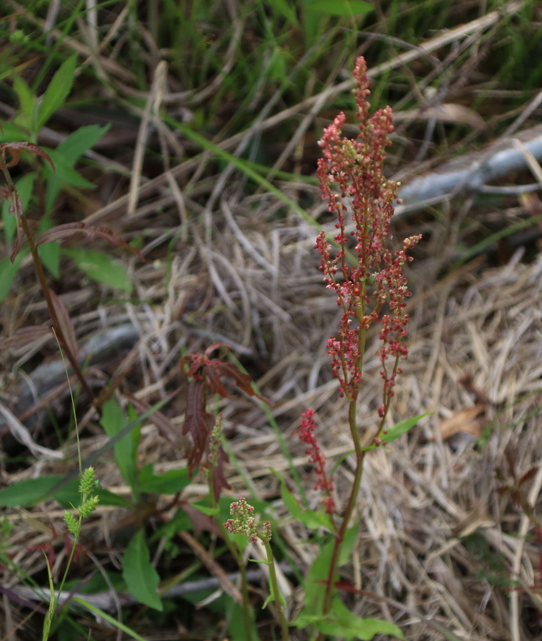 Imagem de Rumex hastatulus Baldw. apud Ell.