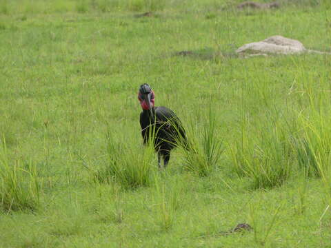 Image of Abyssinian Ground Hornbill