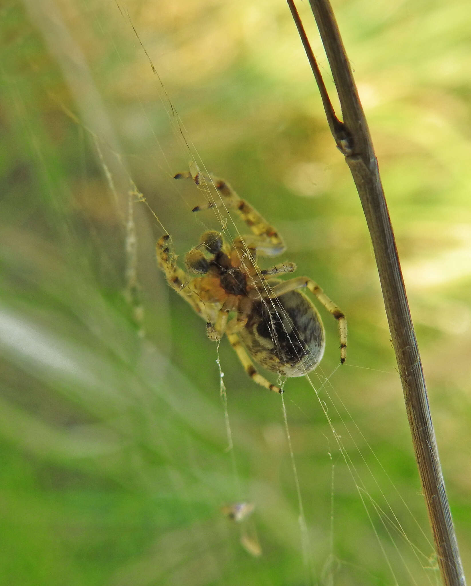 Image of Larinioides suspicax (O. Pickard-Cambridge 1876)