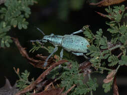 Image of Ericydeus forreri Champion 1911