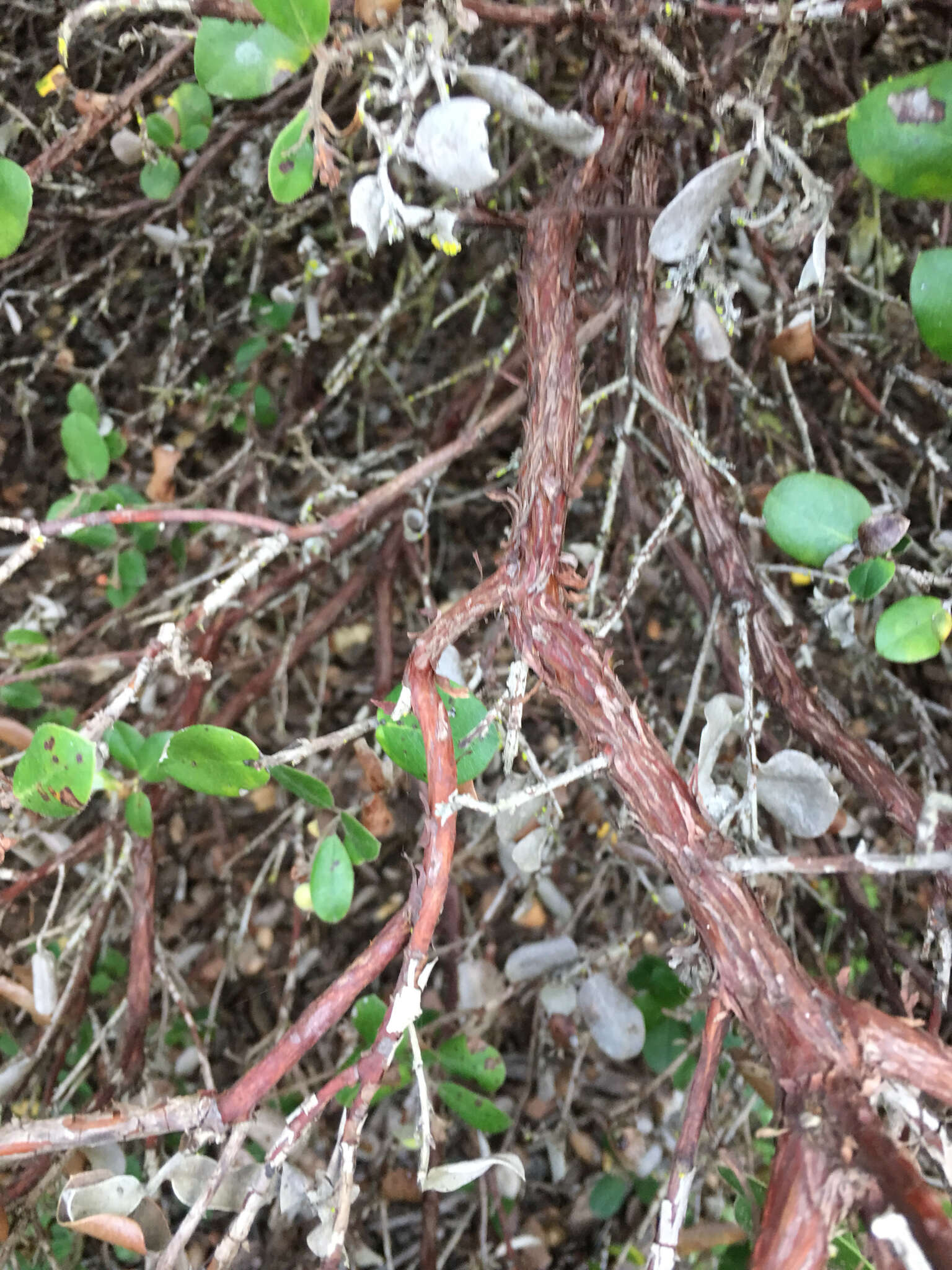 Image de Arctostaphylos pumila Nutt.