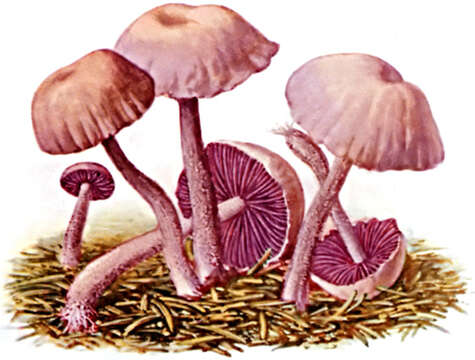 Image of Laccaria amethystina Cooke 1884