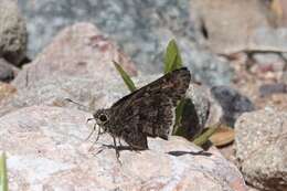 Image of Acacia Skipper