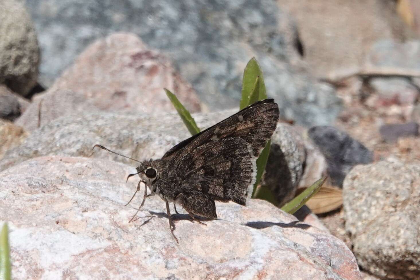 Image of Acacia Skipper