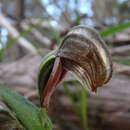 Image of Red-banded greenhood