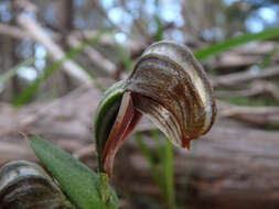 Image de Pterostylis sanguinea D. L. Jones & M. A. Clem.