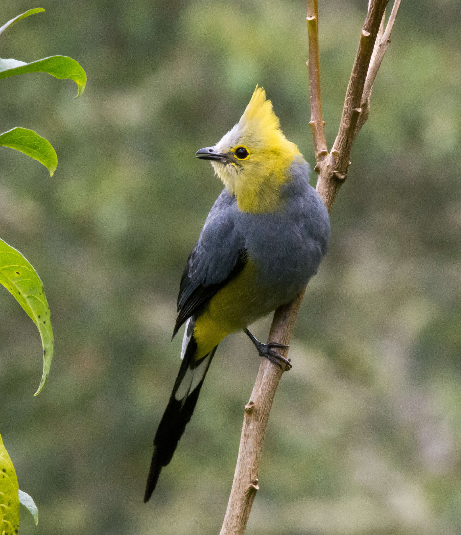 Слика од Ptiliogonys caudatus Cabanis 1861