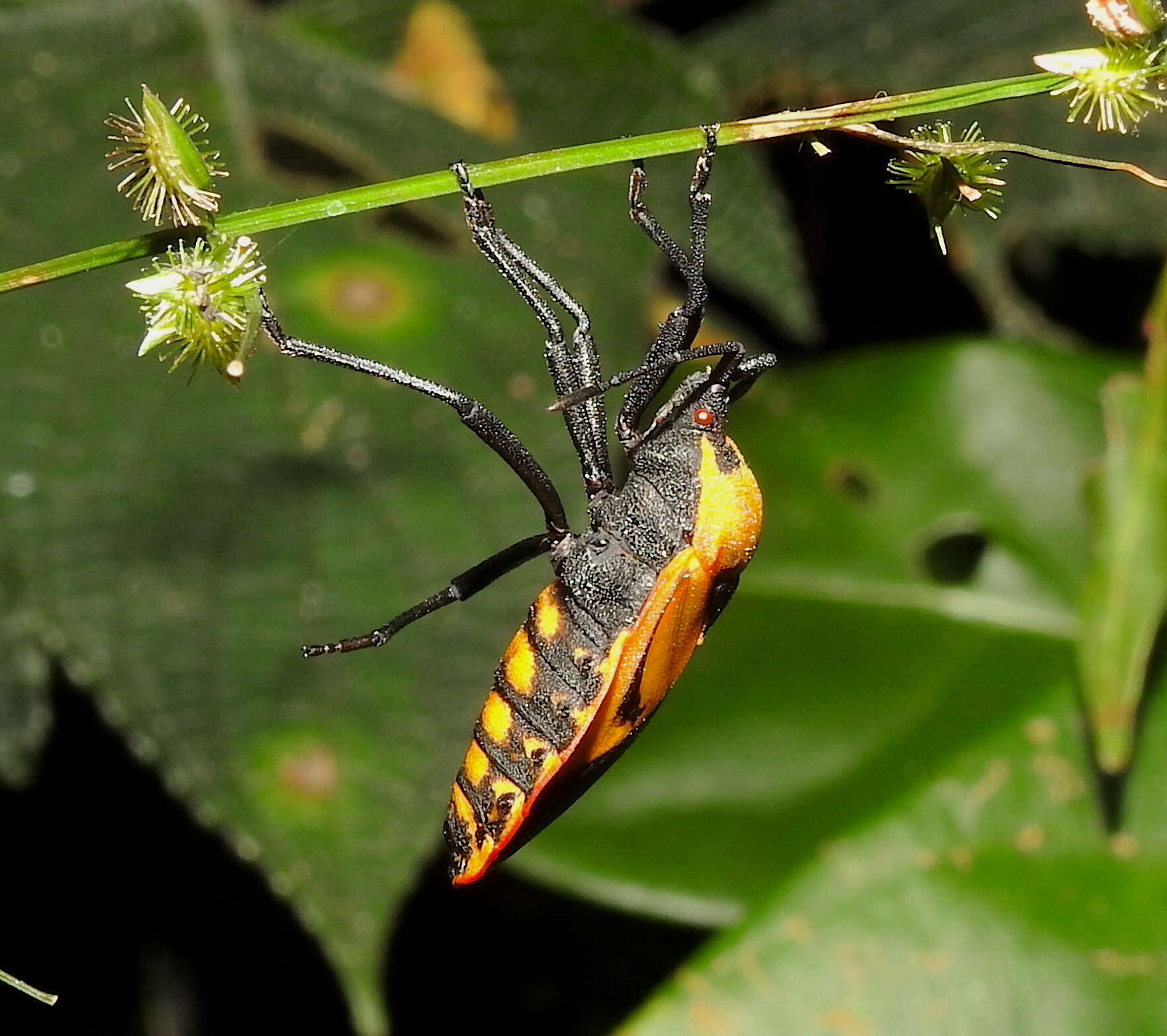 صورة Brachytes bicolor Westwood 1842