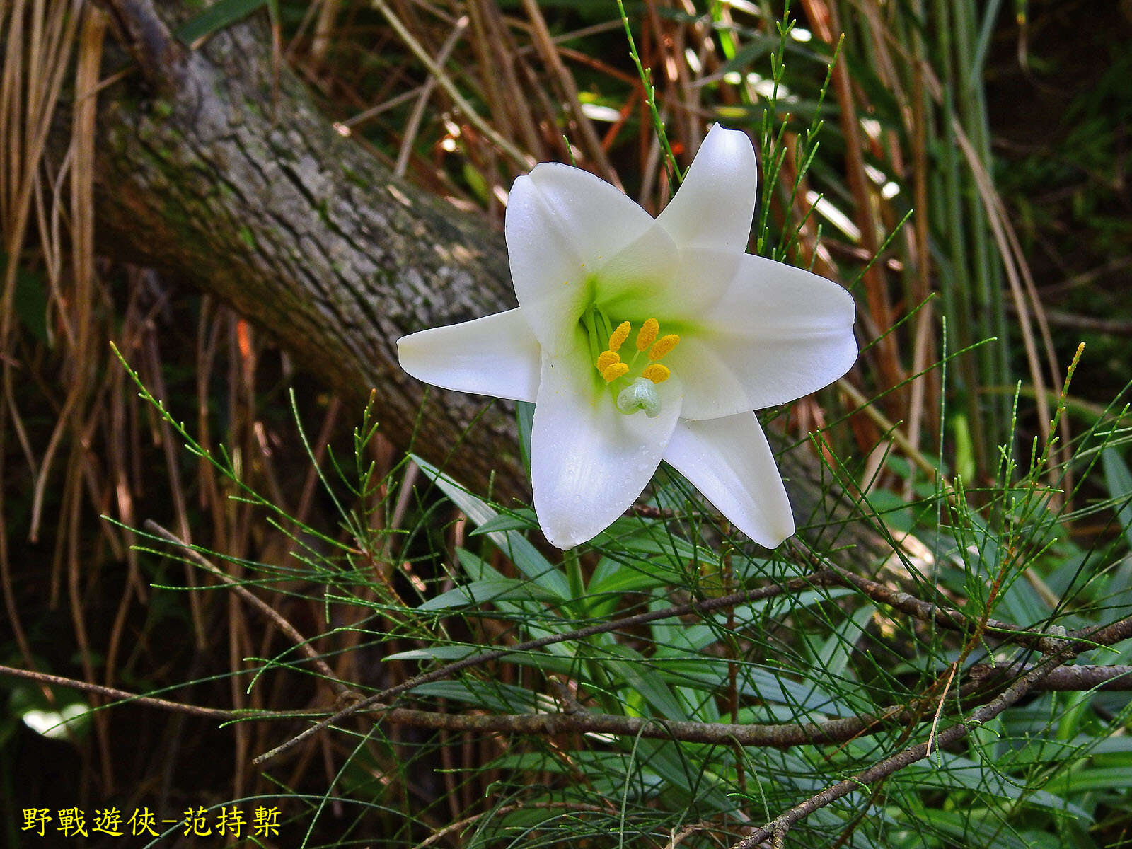 Image of Lilium longiflorum var. scabrum Masam.