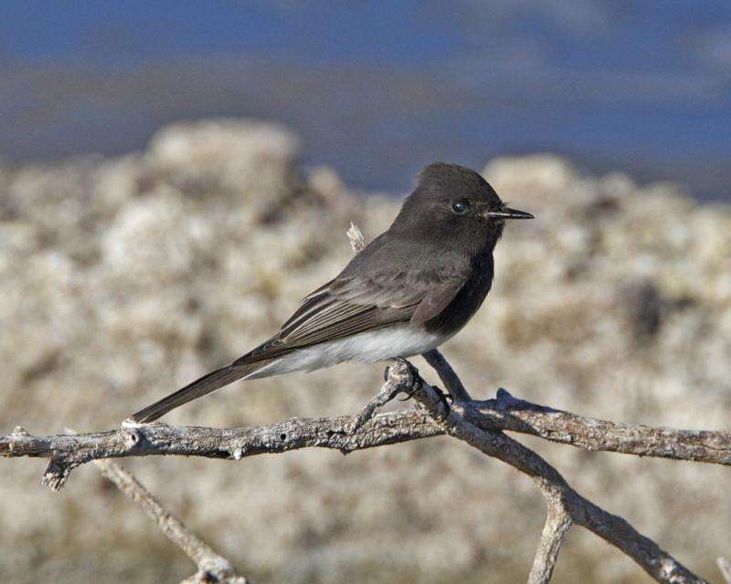 Image of Black Phoebe