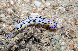 Image de Hypselodoris maritima (Baba 1949)