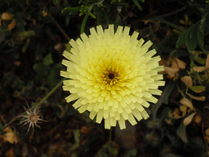 Image of Smooth Golden Fleece