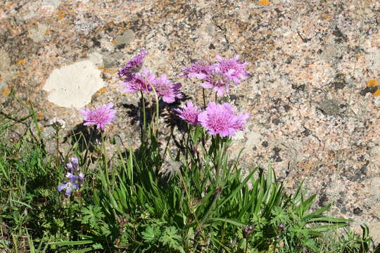 Image of Lomelosia alpestris (Kar. & Kir.) J. Soják