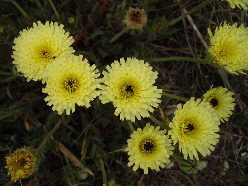 Image of Smooth Golden Fleece