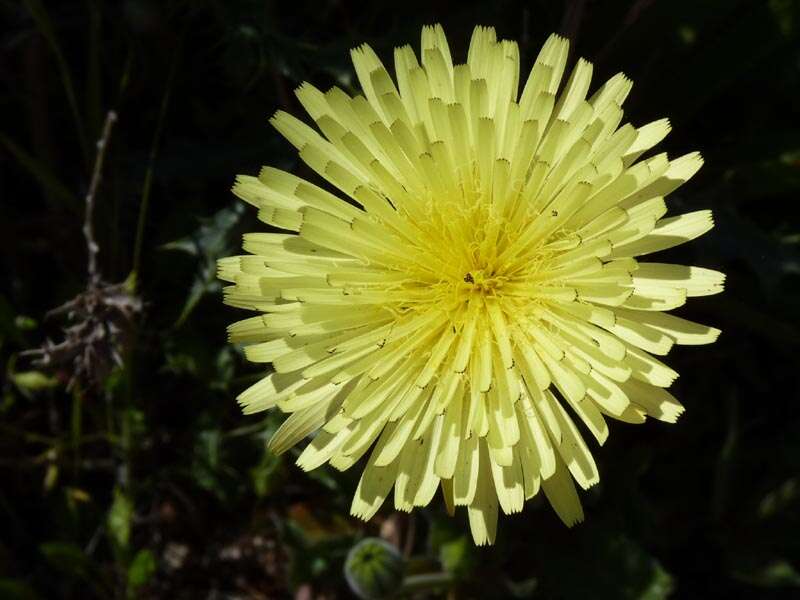 Image of Smooth Golden Fleece