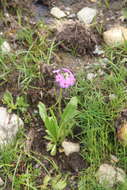 Imagem de Primula auriculata Lam.